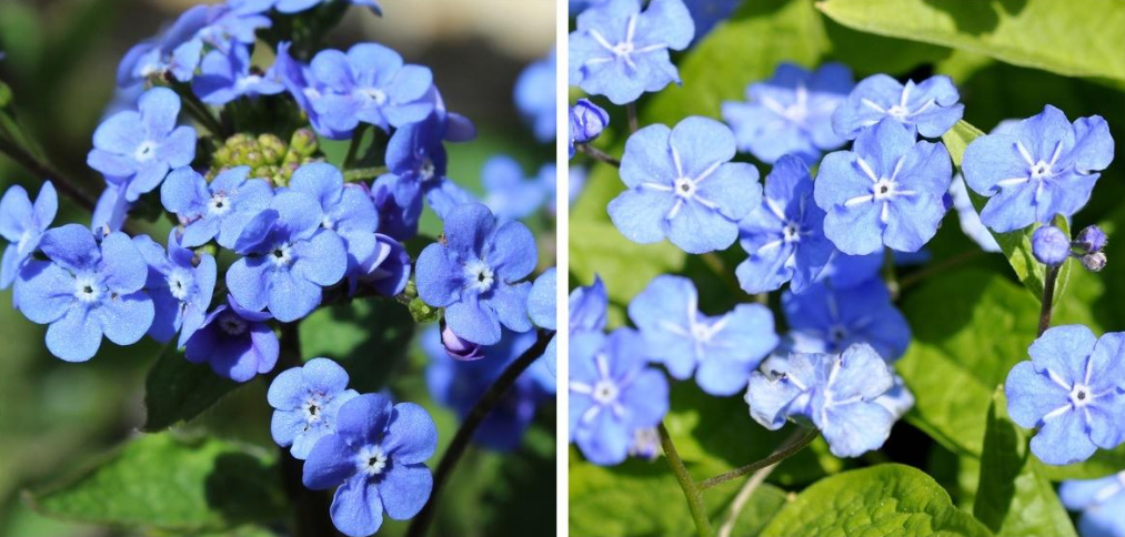 Brunnera Macrophylla: Description, Varieties And Care