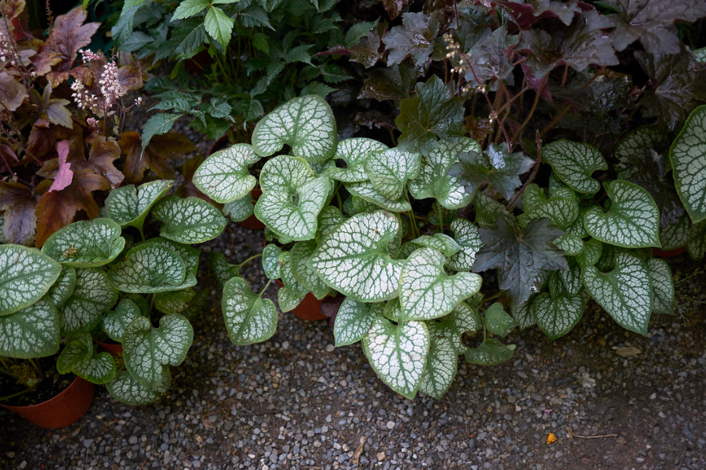 Brunnera Macrophylla: Description, Varieties And Care