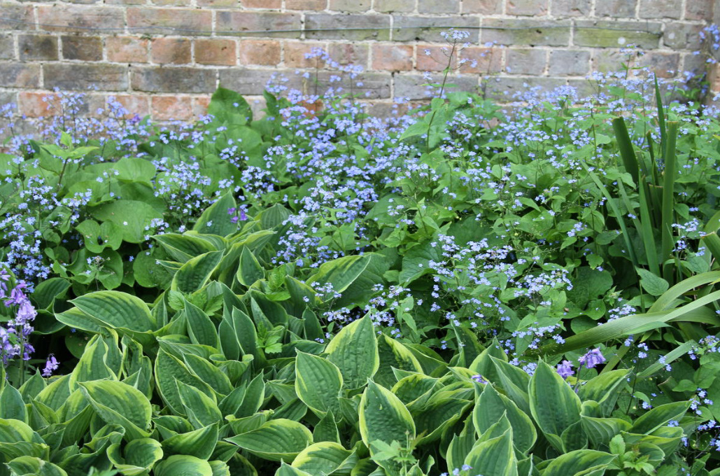 Brunnera Macrophylla: Description, Varieties And Care