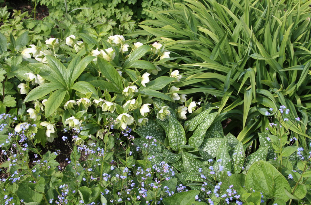 Brunnera Macrophylla: Description, Varieties And Care