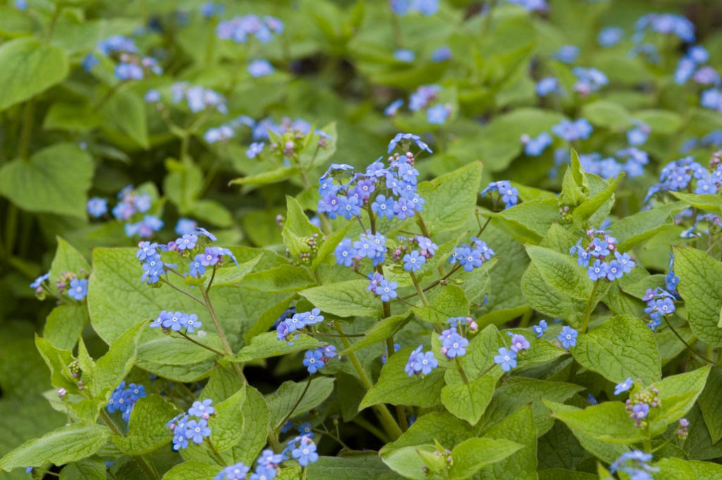 Brunnera Macrophylla: Description, Varieties And Care