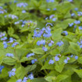 Brunnera Macrophylla: Description, Varieties And Care