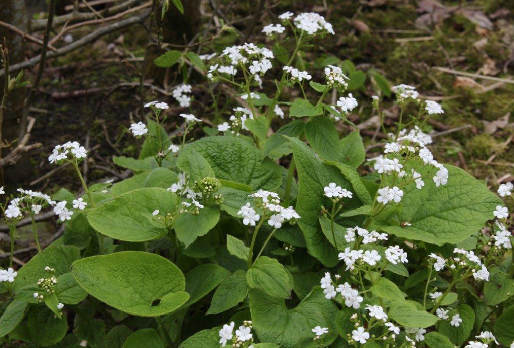 Brunnera Macrophylla: Description, Varieties And Care