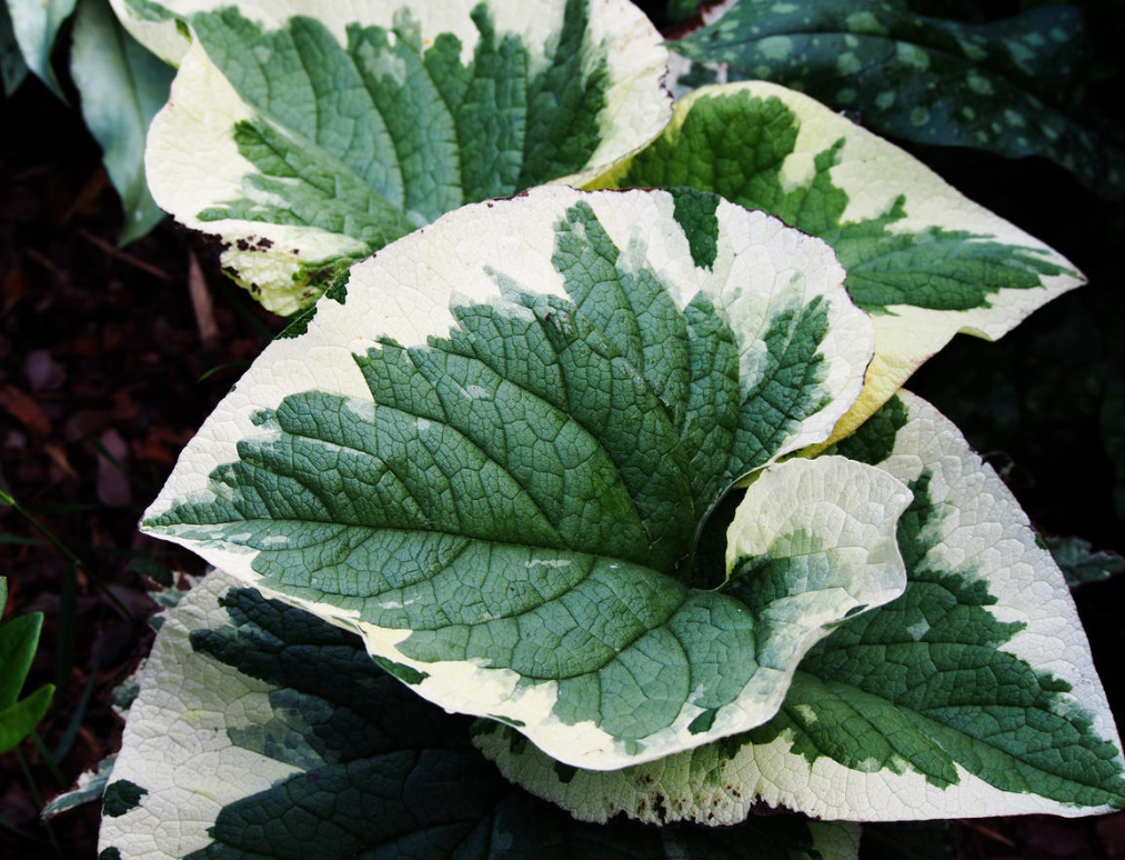 Brunnera Macrophylla: Description, Varieties And Care