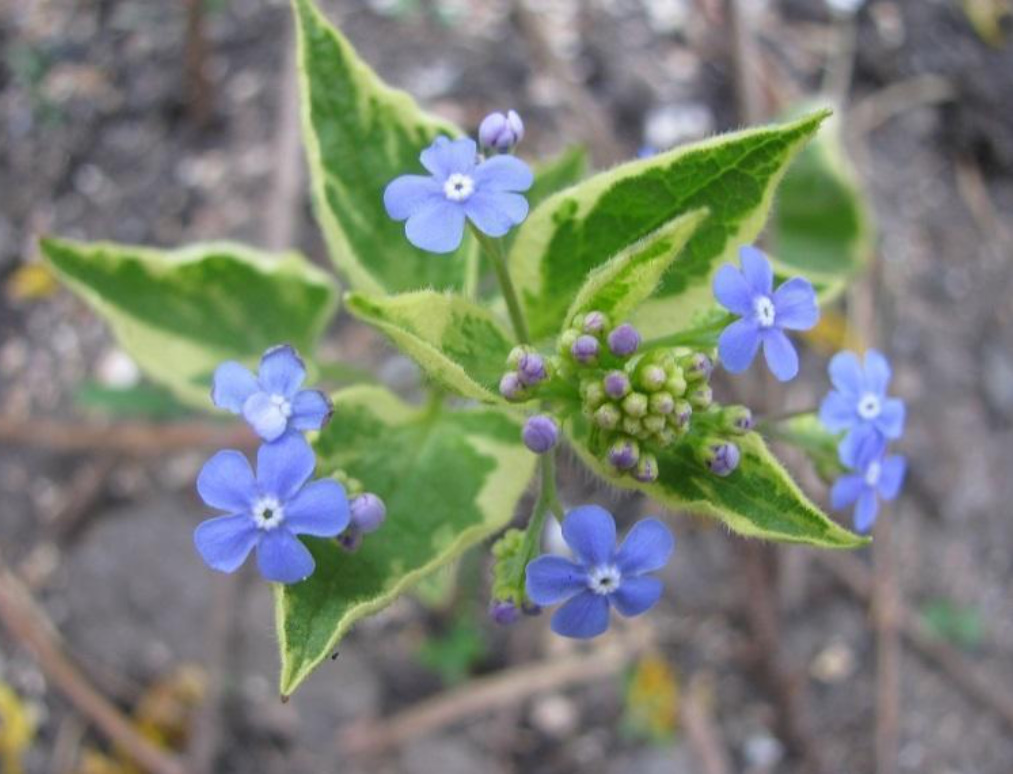 Brunnera Macrophylla: Description, Varieties And Care