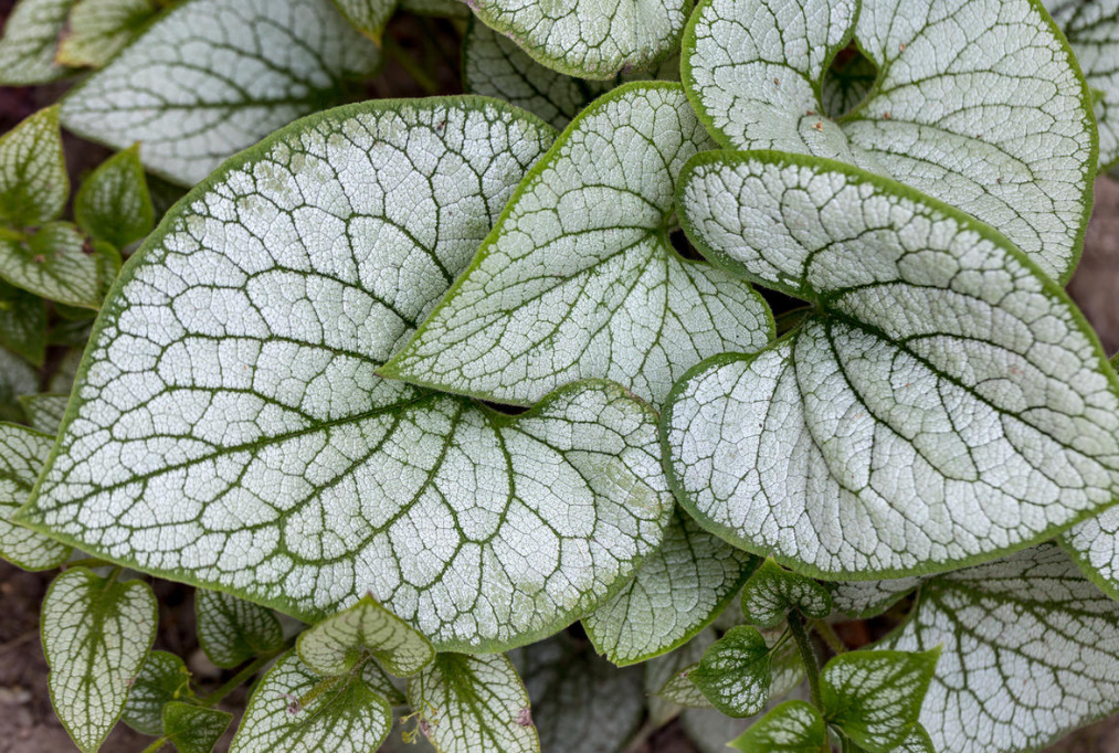 Brunnera Macrophylla: Description, Varieties And Care