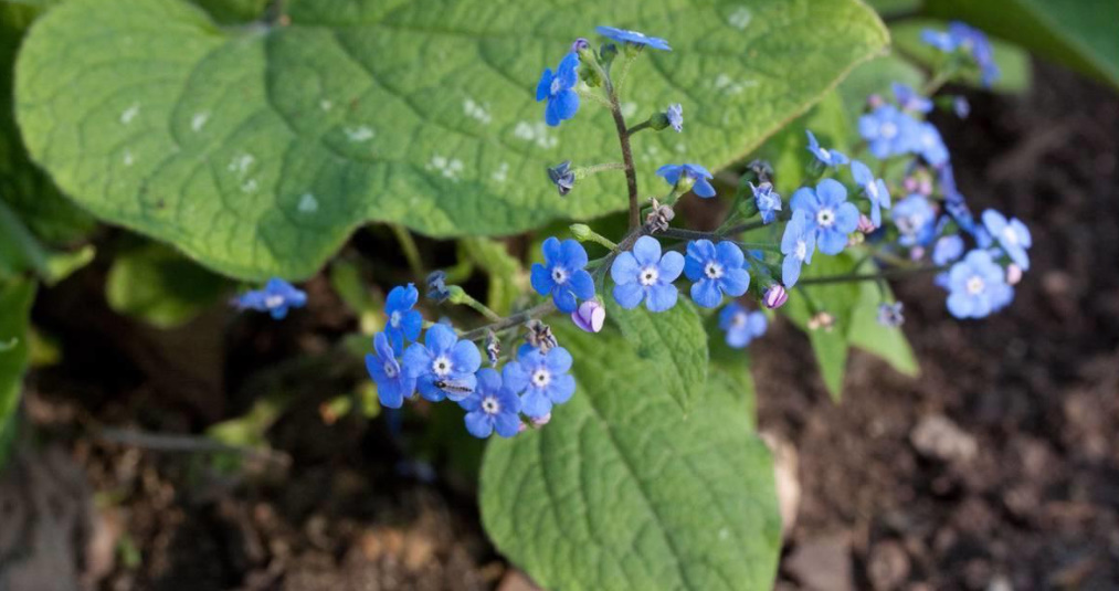 Brunnera Macrophylla: Description, Varieties And Care