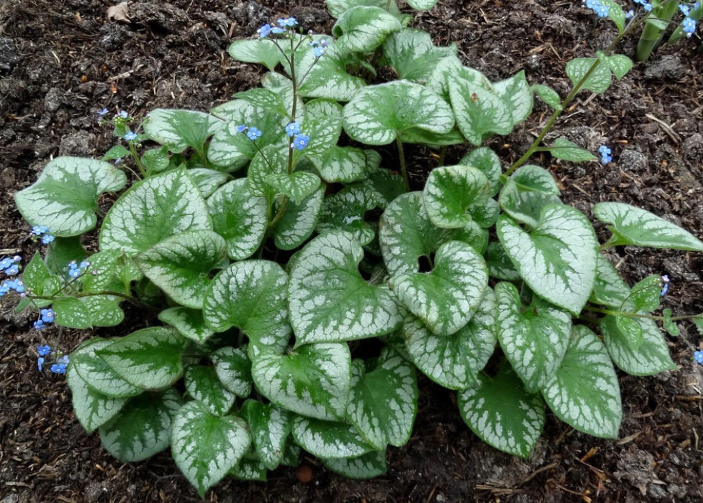 Brunnera Macrophylla: Description, Varieties And Care