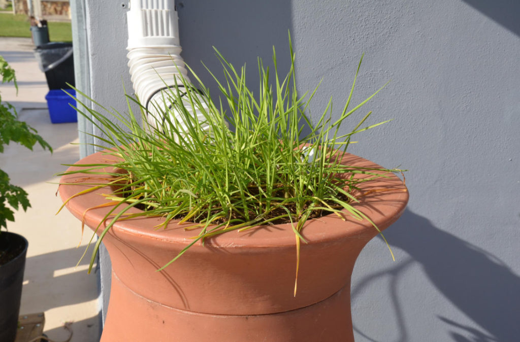 Collecting Rainwater In The Country: Devices That Can Be Made With Your Own Hands