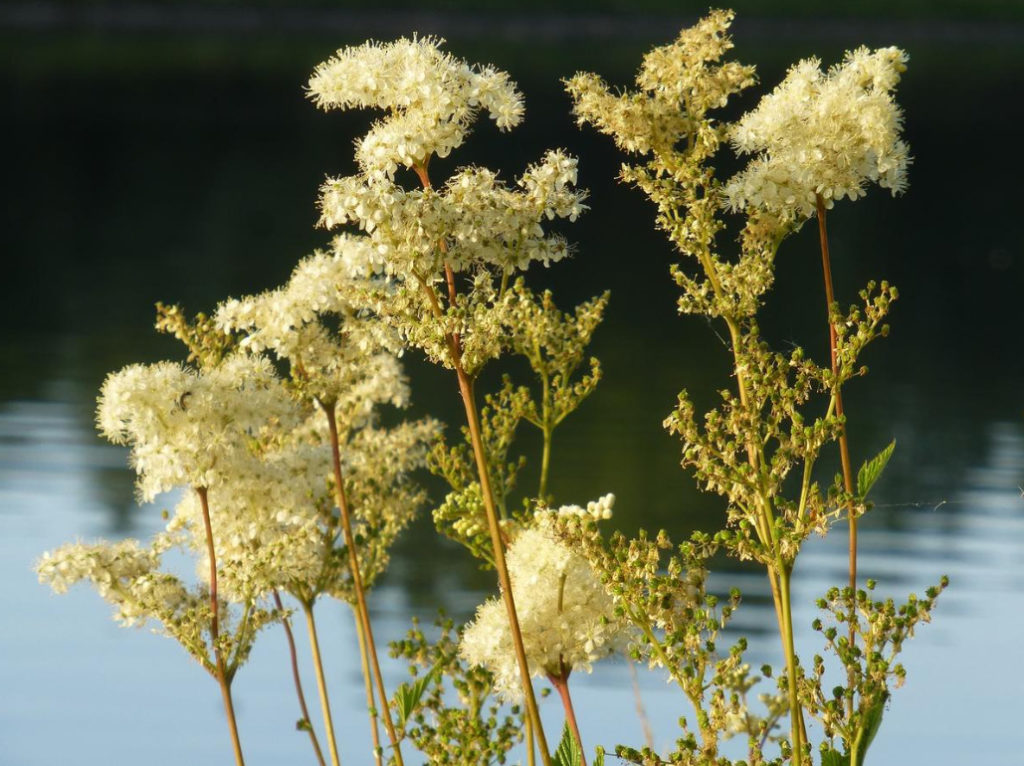 Filipendula: Useful Properties Of The Plant And Contraindications To Its Use