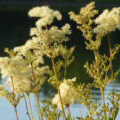 Filipendula: Useful Properties Of The Plant And Contraindications To Its Use