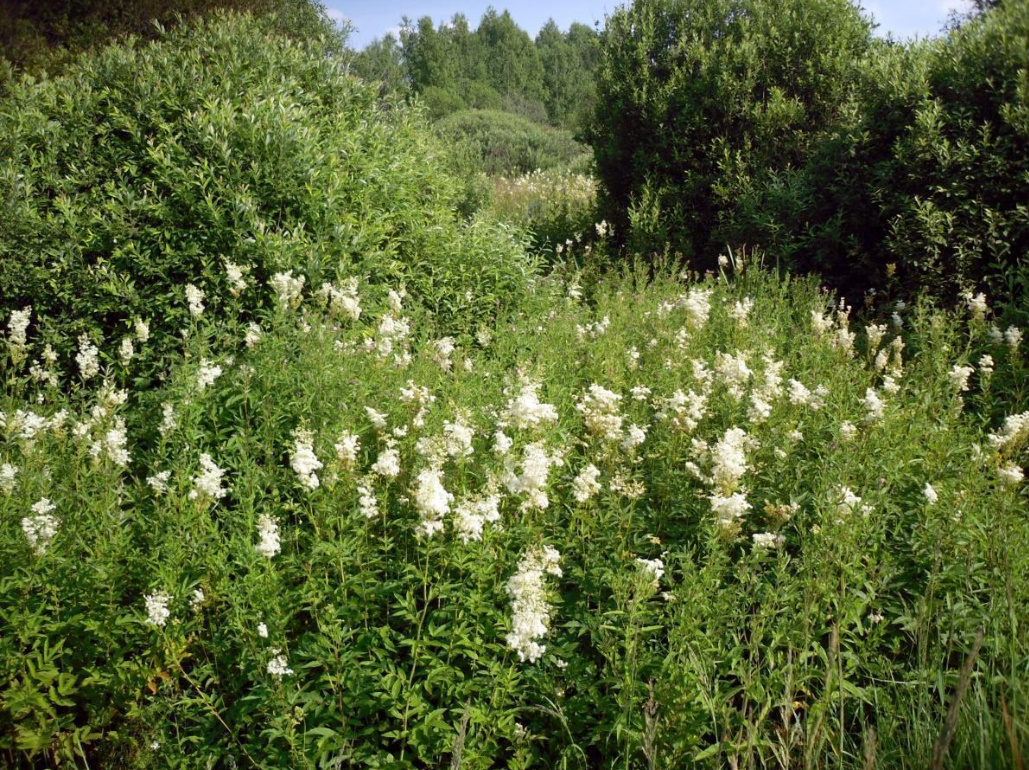 Filipendula: Useful Properties Of The Plant And Contraindications To Its Use