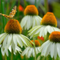 Garden Flowers Similar To Daisies