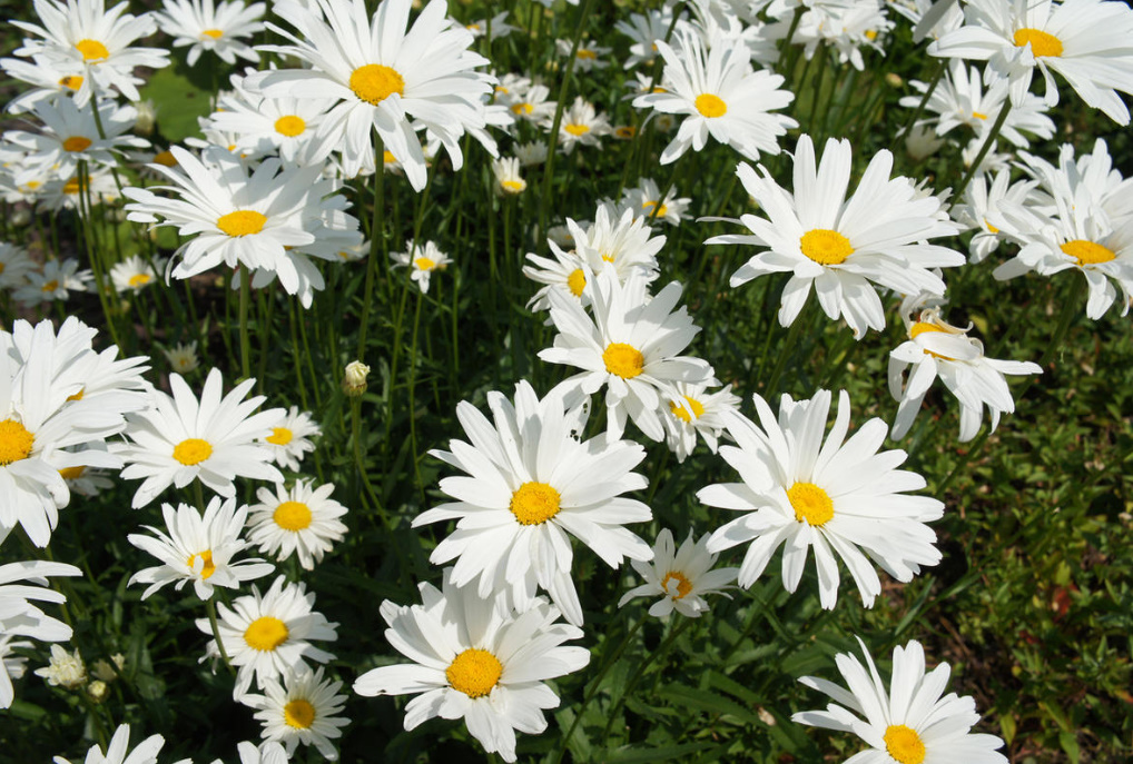 Garden Flowers Similar To Daisies