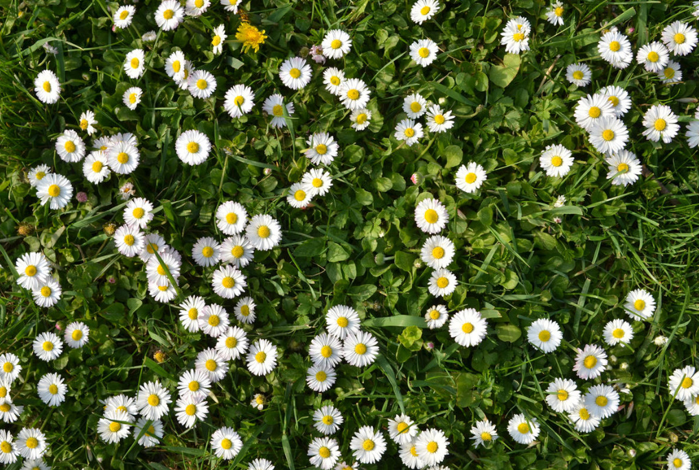 Garden Flowers Similar To Daisies