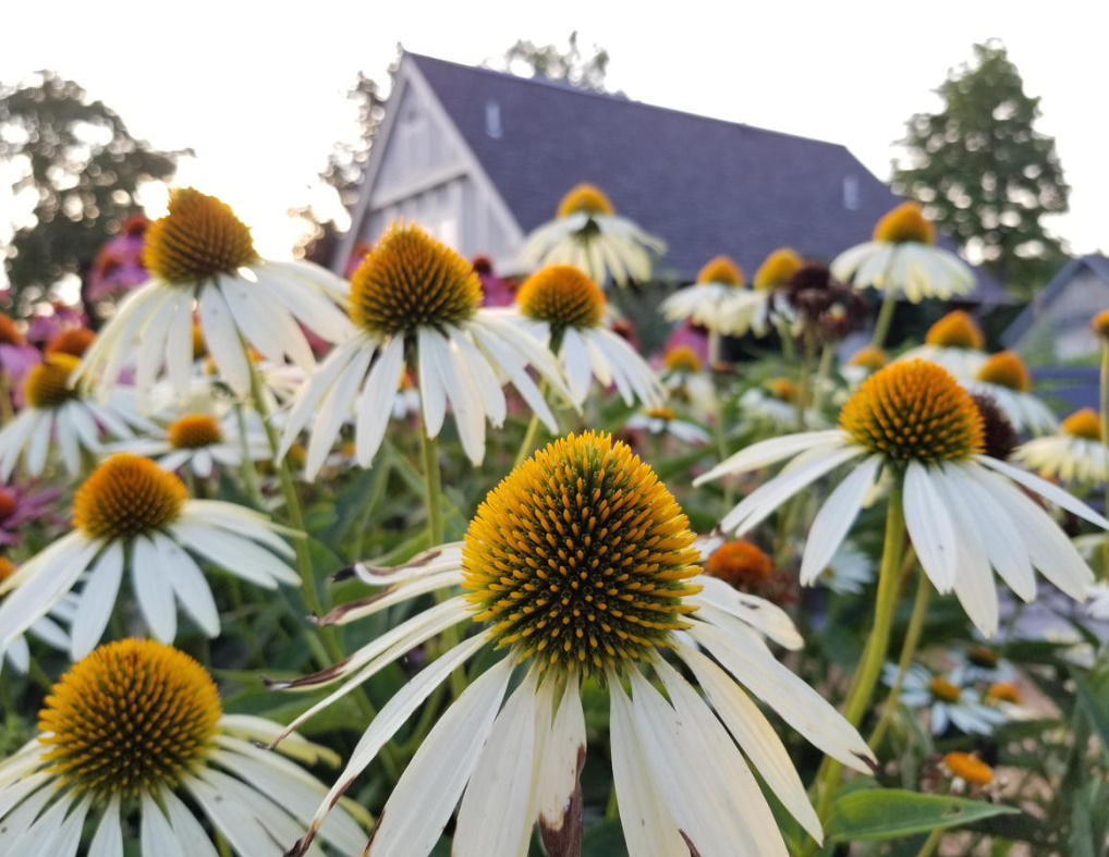 Garden Flowers Similar To Daisies