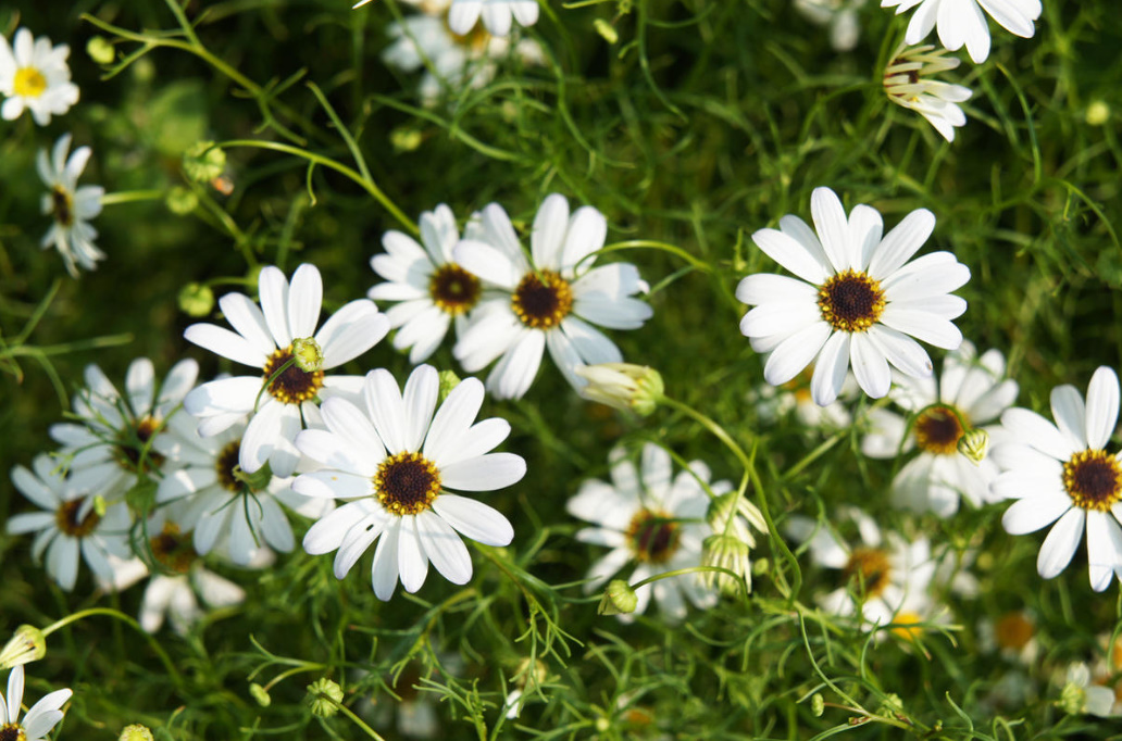 Garden Flowers Similar To Daisies