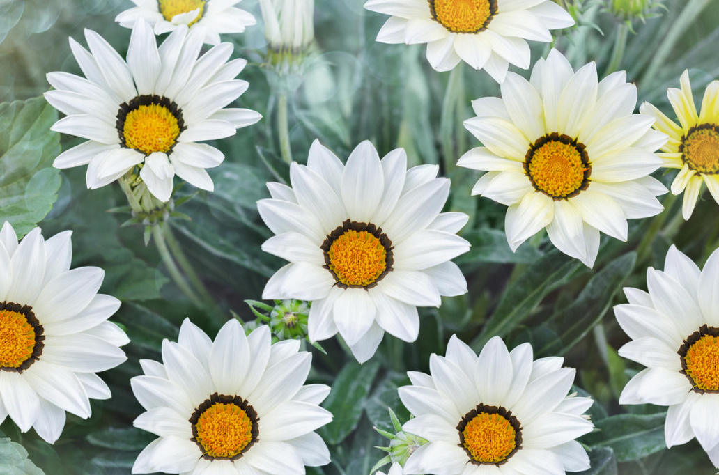 Garden Flowers Similar To Daisies