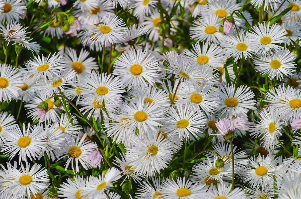 Garden Flowers Similar To Daisies