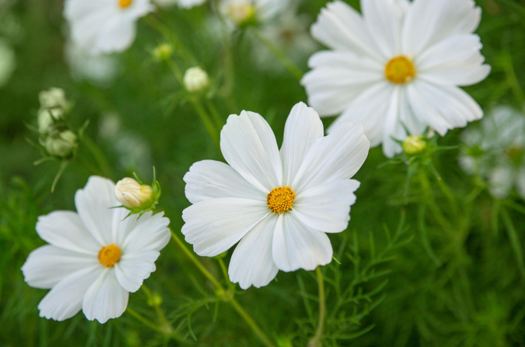 Garden Flowers Similar To Daisies