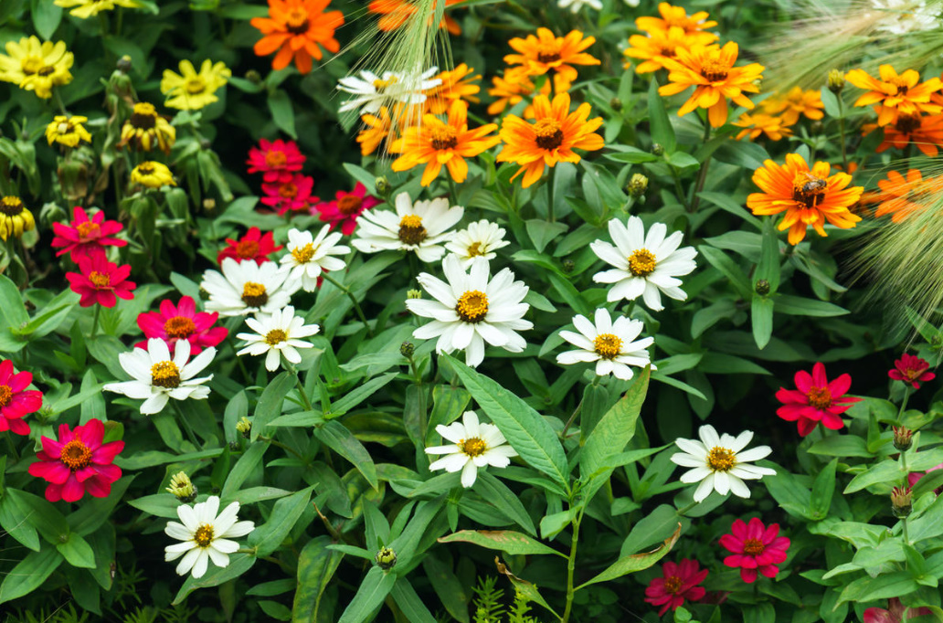 Garden Flowers Similar To Daisies