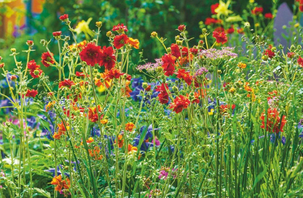 Graceful Geum: Valuable Tips On Planting And Care