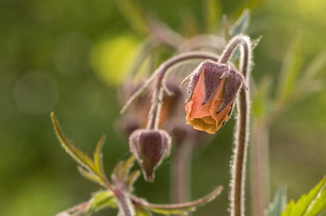 Graceful Geum: Valuable Tips On Planting And Care