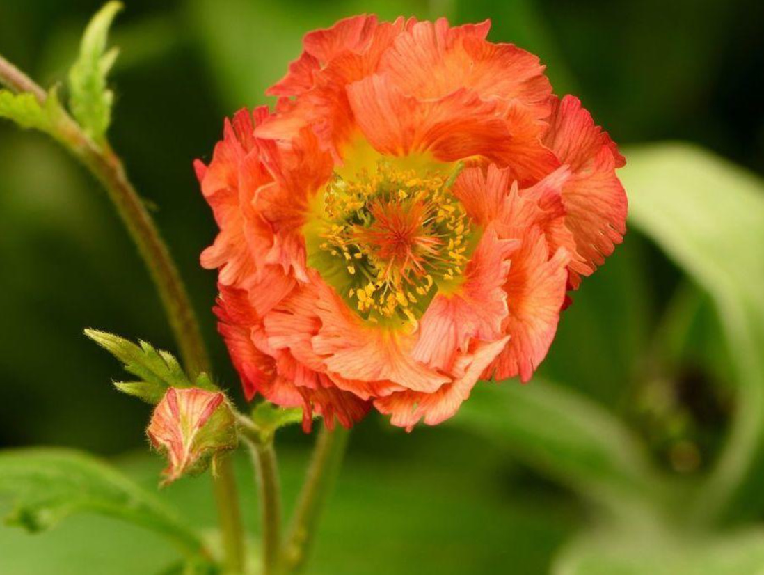 Graceful Geum: Valuable Tips On Planting And Care