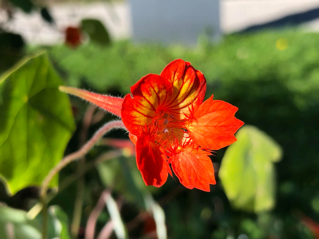 Growing Nasturtiums: Planting, Care And Interesting Varieties (Part 1)