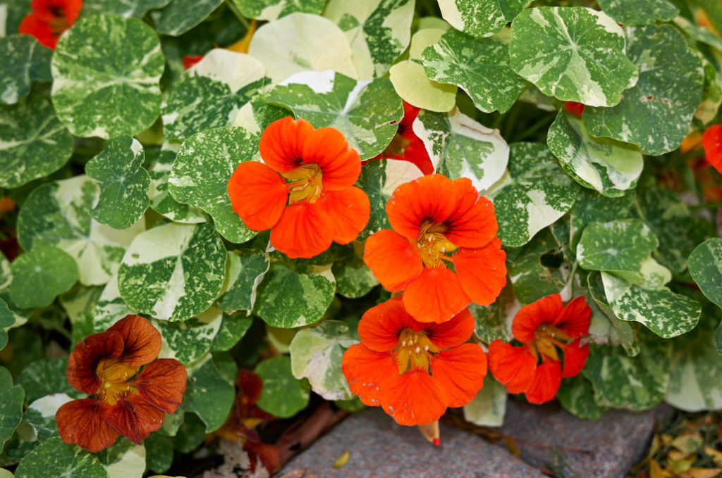 Growing Nasturtiums Planting, Care And Interesting Varieties (Part 2
