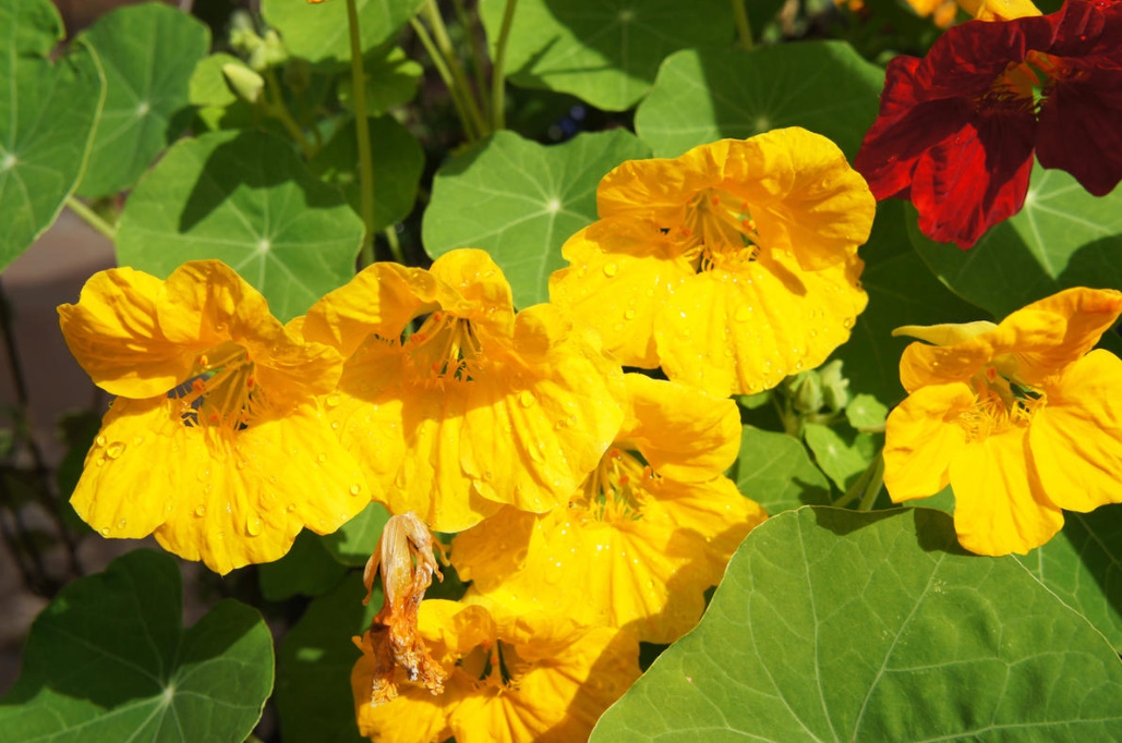 Growing Nasturtiums: Planting, Care And Interesting Varieties (Part 2)