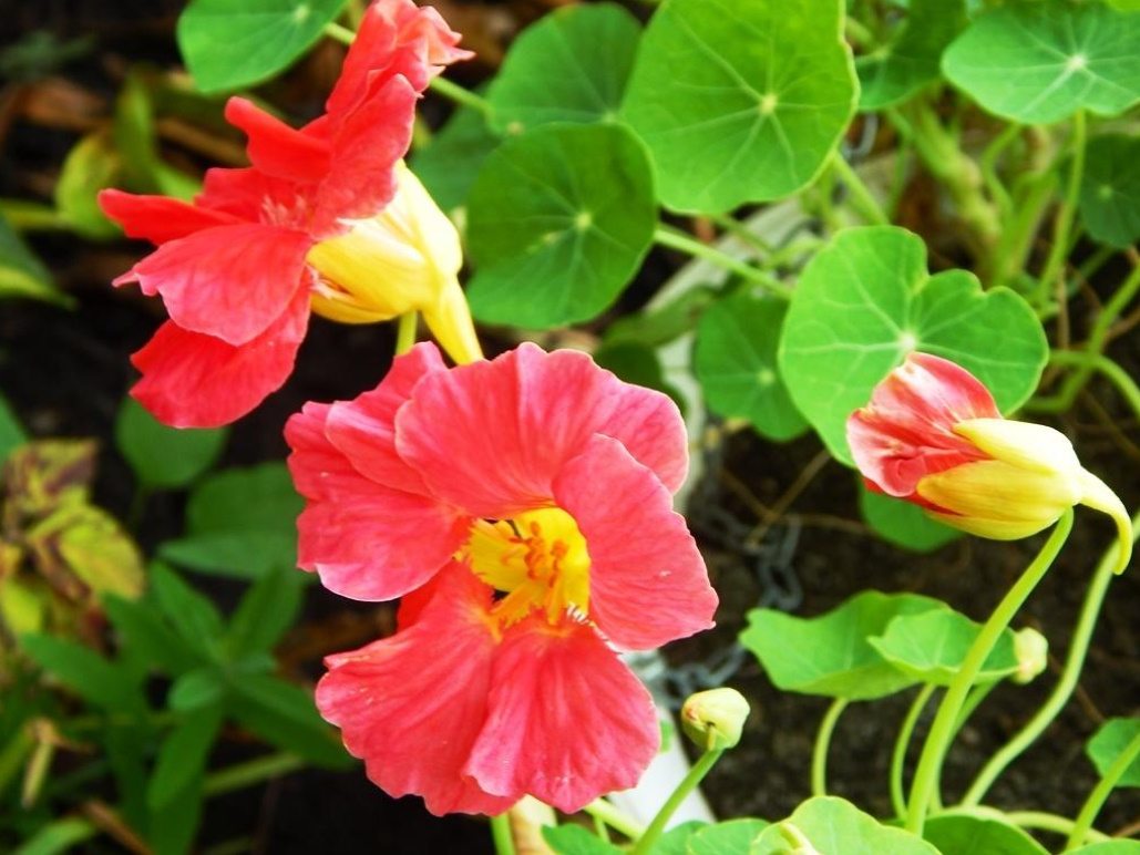 Growing Nasturtiums: Planting, Care And Interesting Varieties (Part 2)