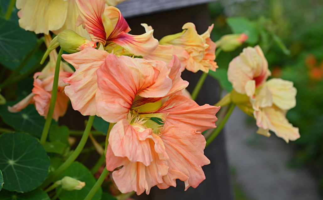 Growing Nasturtiums: Planting, Care And Interesting Varieties (Part 2)