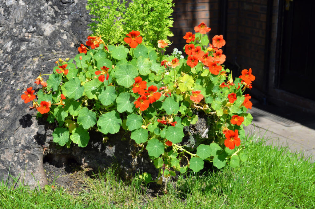 Growing Nasturtiums Planting, Care And Interesting Varieties (Part 2) Best Landscape Ideas