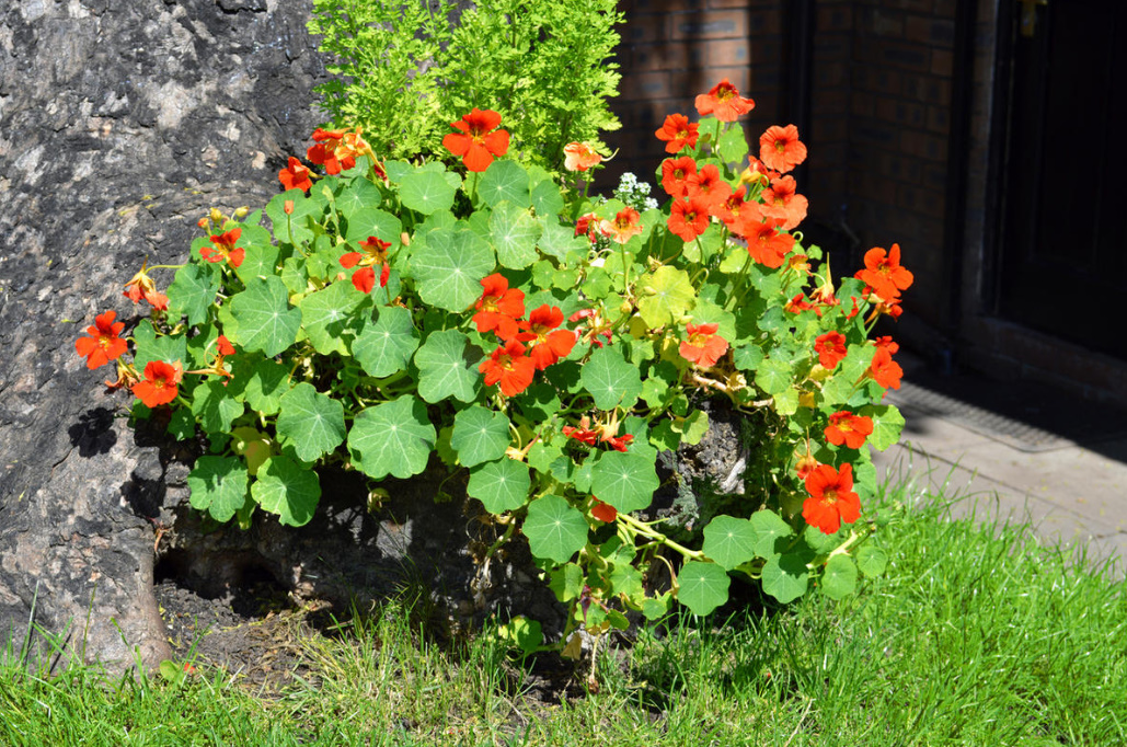 Growing Nasturtiums: Planting, Care And Interesting Varieties (Part 2)