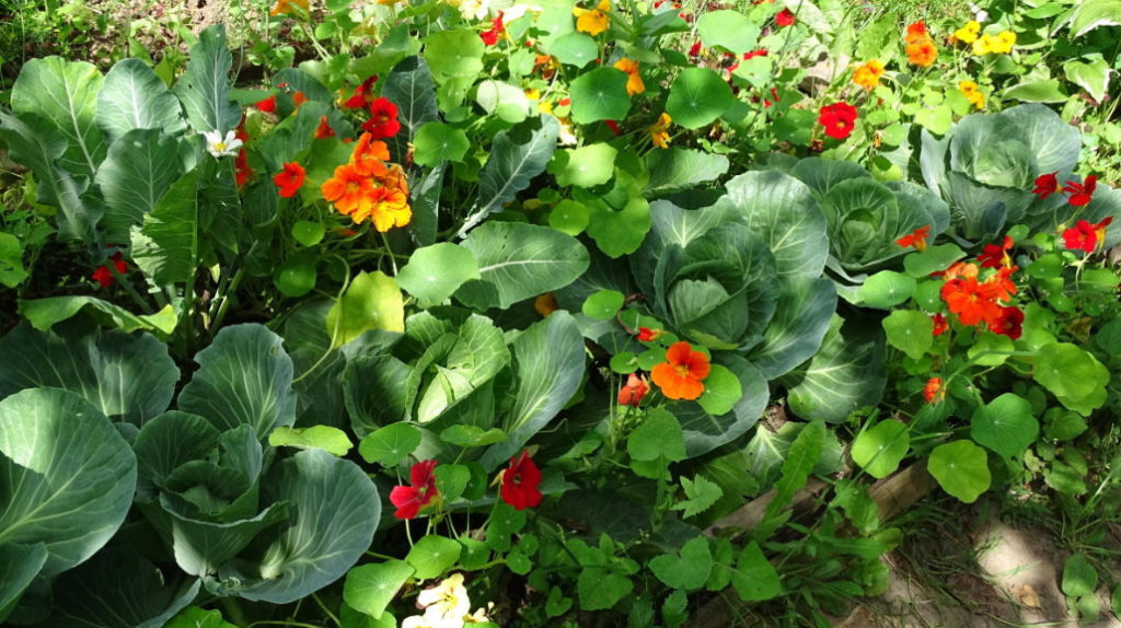 Growing Nasturtiums Planting, Care And Interesting Varieties (Part 2) Best Landscape Ideas