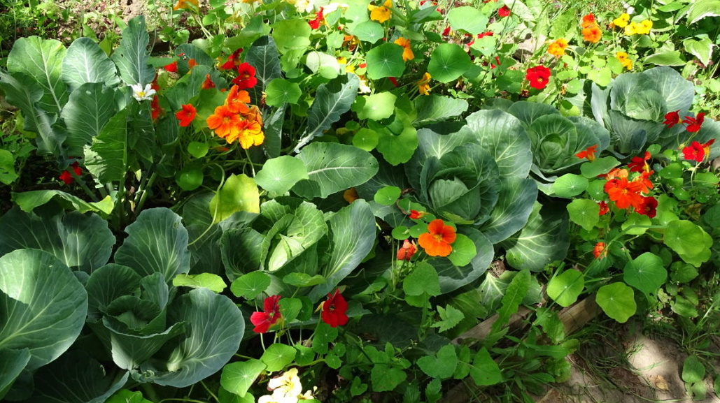 Growing Nasturtiums: Planting, Care And Interesting Varieties (Part 2)