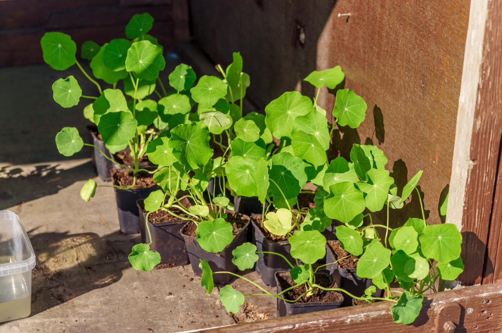 Growing Nasturtiums: Planting, Care And Interesting Varieties (Part 2)