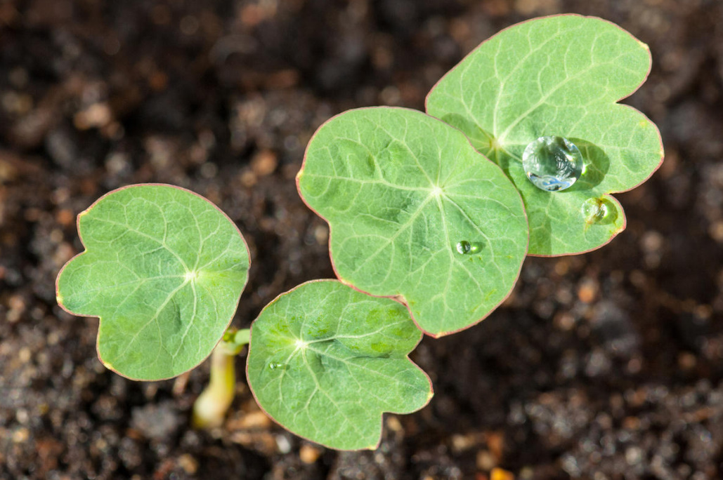 Growing Nasturtiums: Planting, Care And Interesting Varieties (Part 2)