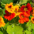 Growing Nasturtiums: Planting, Care And Interesting Varieties (Part 2)