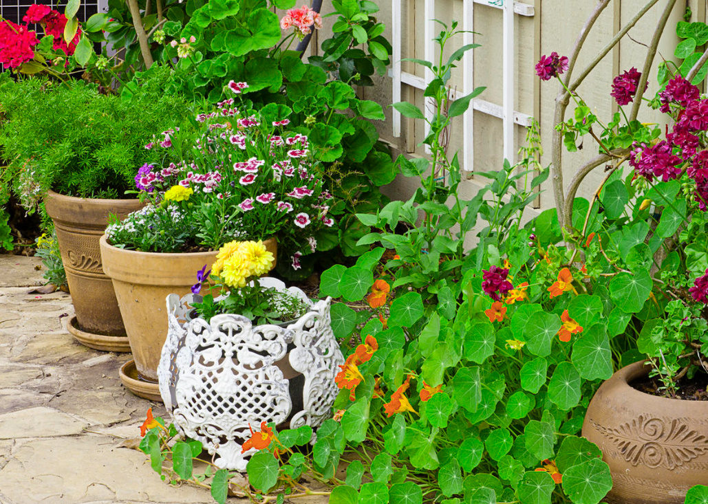 Growing Nasturtiums: Planting, Care And Interesting Varieties (Part 2)