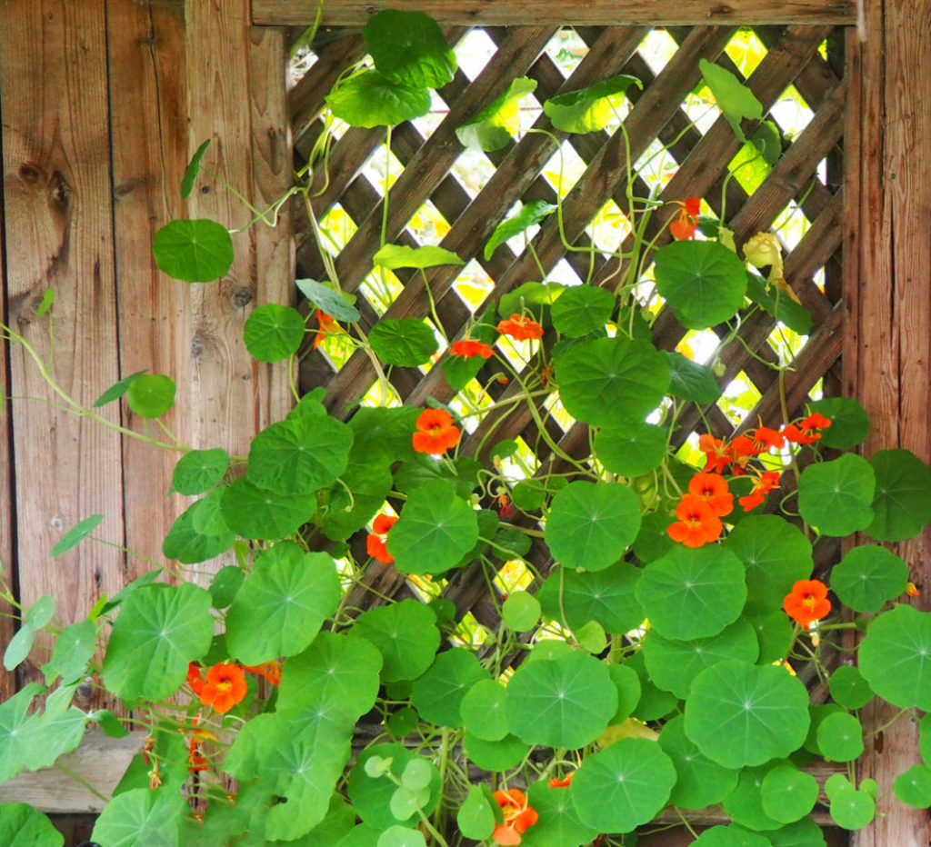 Growing Nasturtiums Planting, Care And Interesting Varieties (Part 1) Best Landscape Ideas