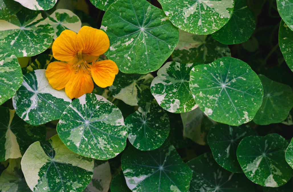 Growing Nasturtiums: Planting, Care And Interesting Varieties (Part 1)