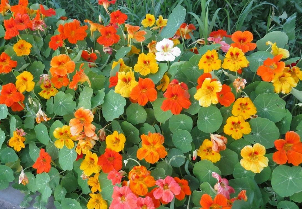 Growing Nasturtiums: Planting, Care And Interesting Varieties (Part 1)