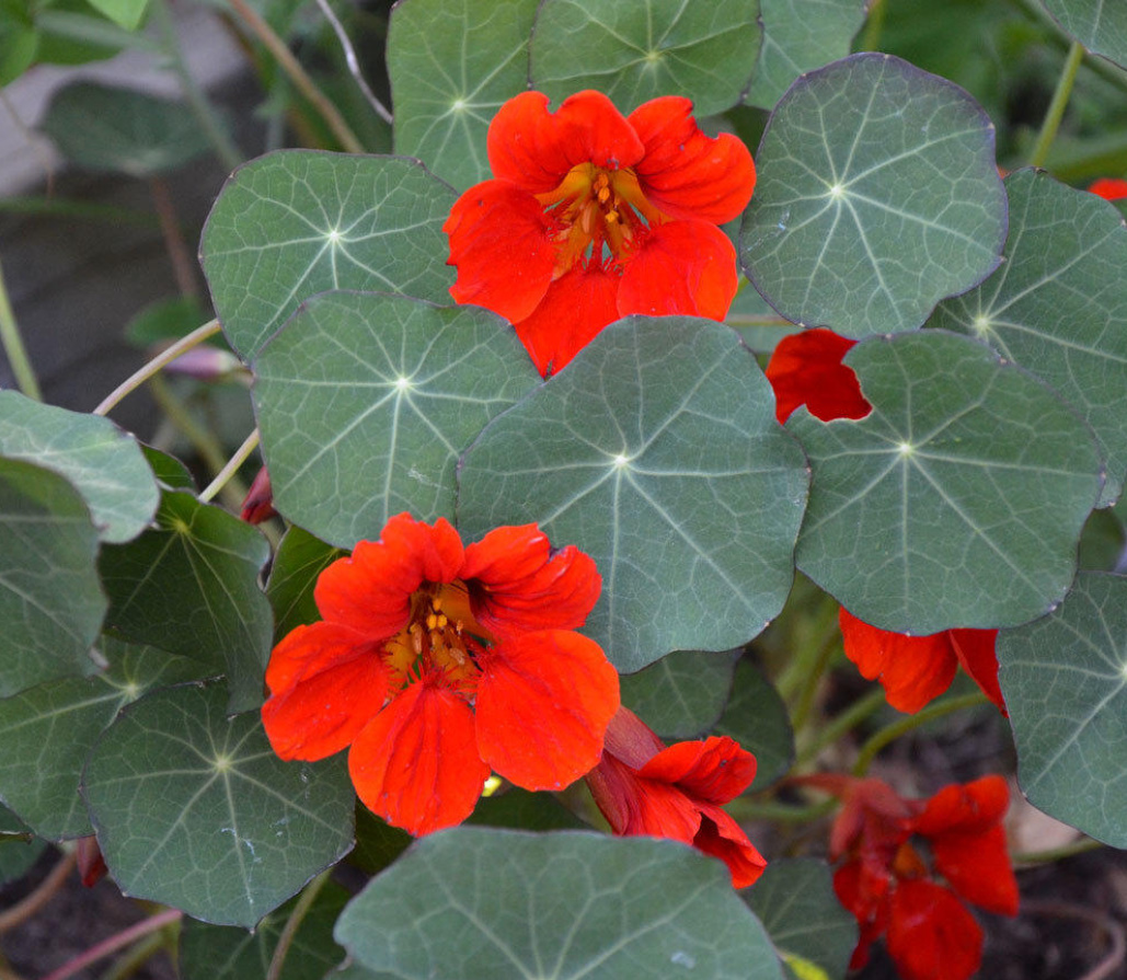 Growing Nasturtiums: Planting, Care And Interesting Varieties (Part 1)