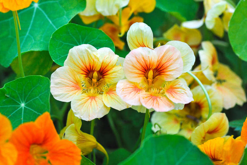 Growing Nasturtiums: Planting, Care And Interesting Varieties (Part 1)