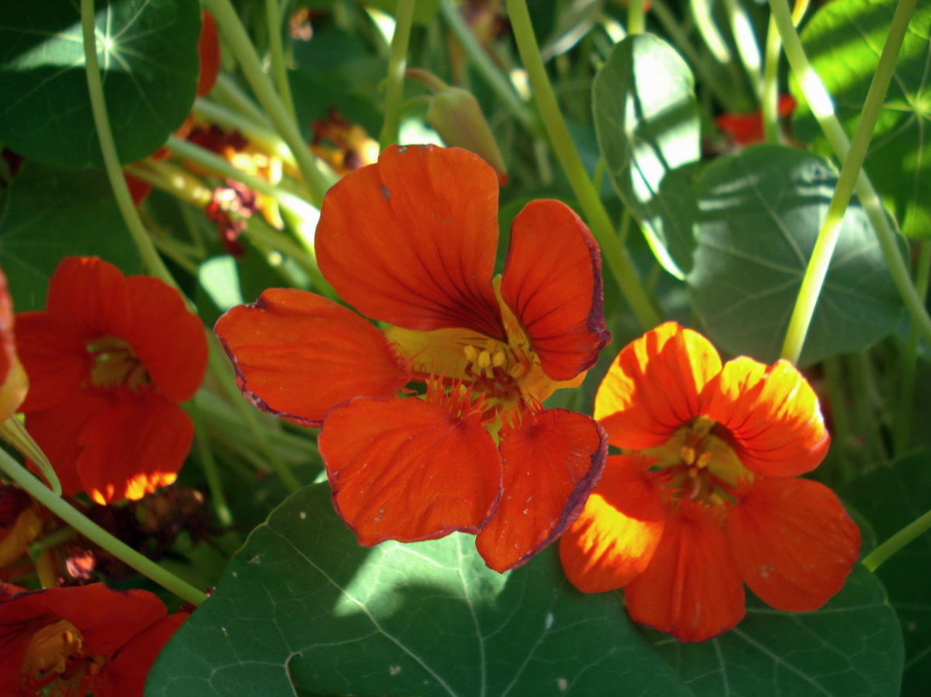 Growing Nasturtiums: Planting, Care And Interesting Varieties (Part 1)