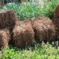 Hay And Straw: 8 Ways To Use In The Country