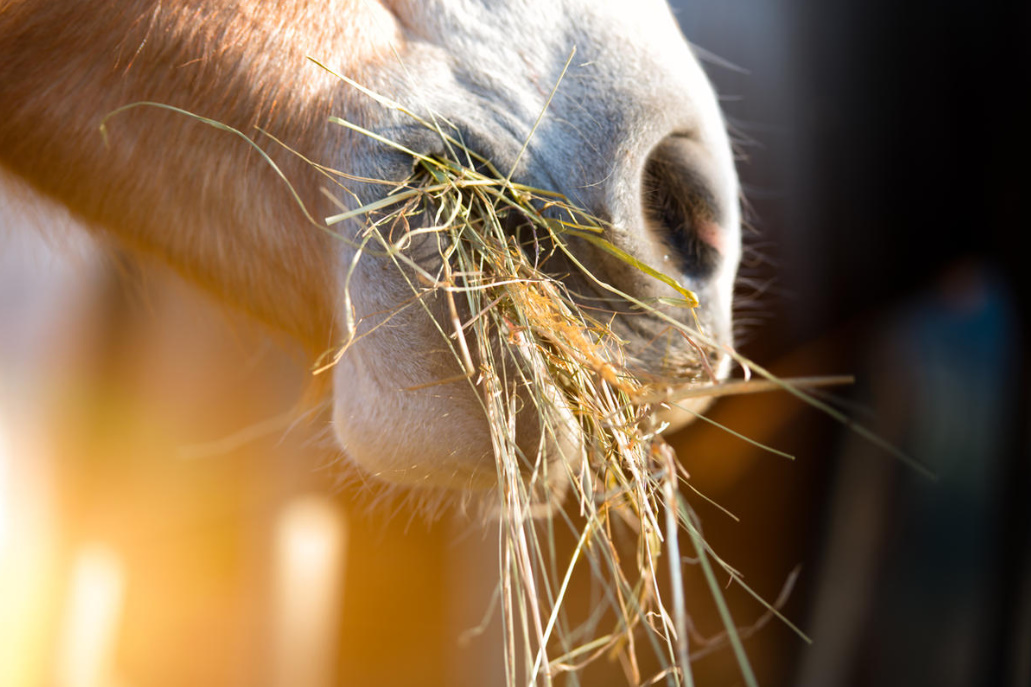 Hay And Straw: 8 Ways To Use In The Country