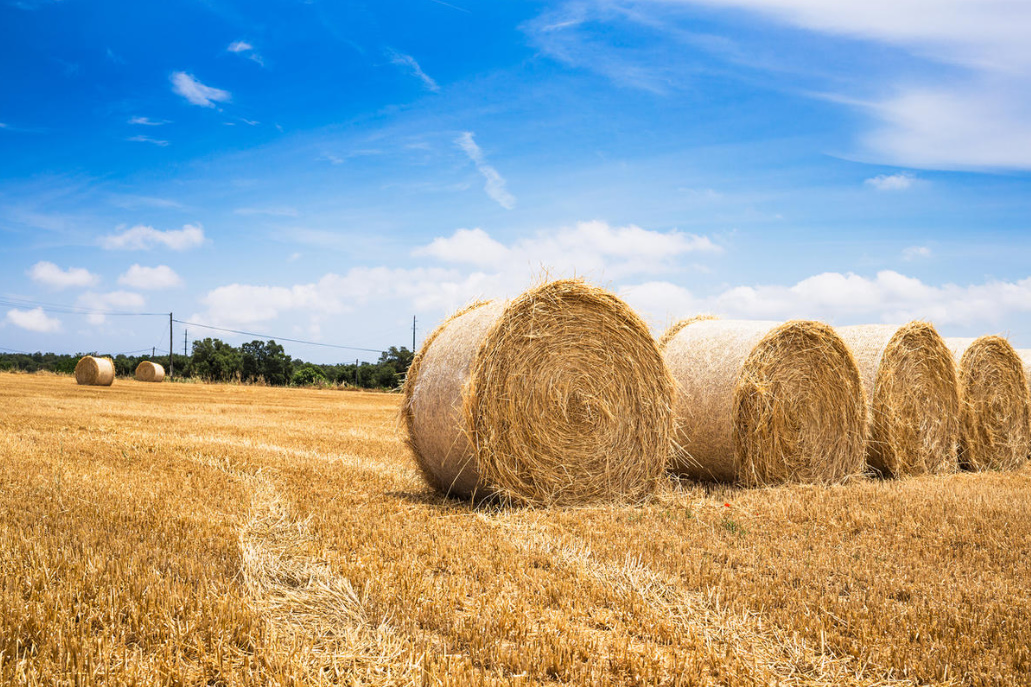 Hay And Straw: 8 Ways To Use In The Country